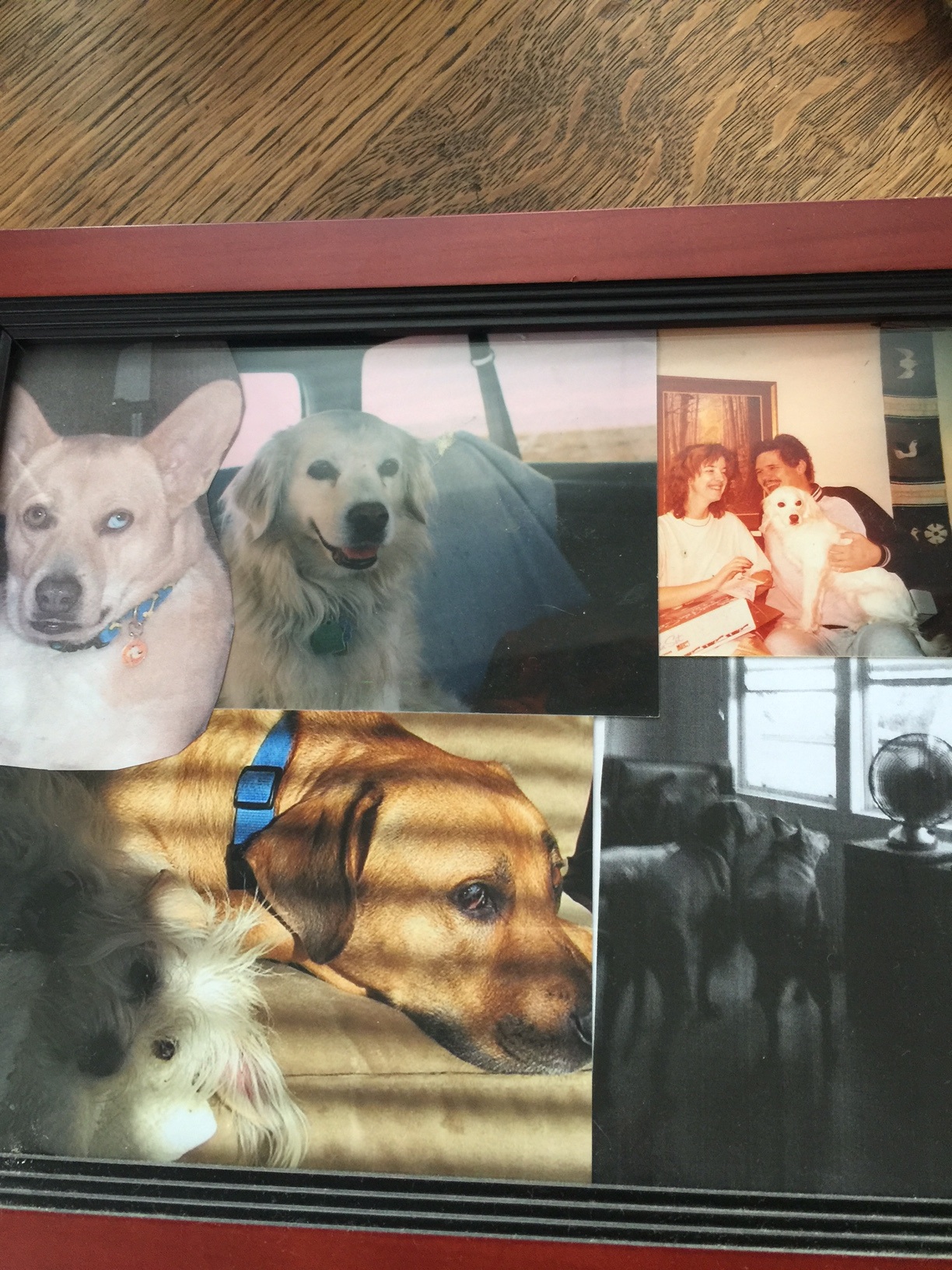 dogs 1